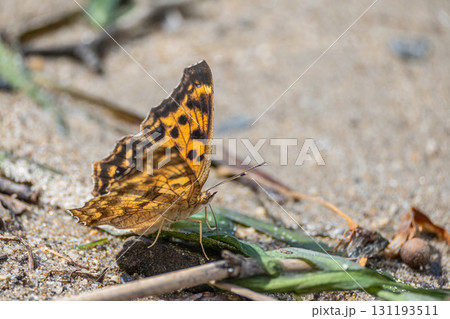 キタテハの吸水行動 131193511