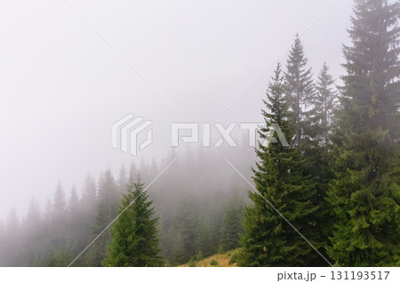 coniferous forest in fog. nature background on cold autumn morning. natural environment with evergreen woods on a hill in mist 131193517