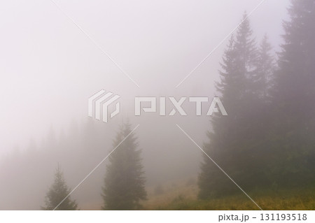 coniferous forest in fog. nature background on cold autumn morning. mysterious scenery with silhouettes of trees coniferous forest in fog. nature background on cold autumn morning. mysterious scenery with silhouettes of trees 131193518