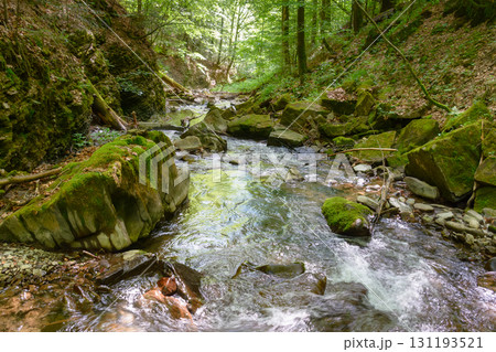 water stream flow among trees and rocks in summer. forest landscape with river and stones. beautiful nature background for travel. outdoor adventure in carpathian woodland in green foliage 131193521