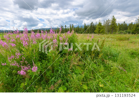 fireweed bloom in summer landscape. purple flowers on the meadow near forest in carpathian mountains. scenic view ofa countryside with overcast sky 131193524