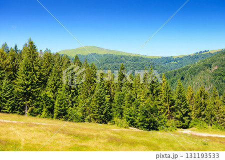 mountain landscape with forest on the hill and trail path uphill in summer. beautiful travel background of ukrainian carpathians on a sunny day under blue sky mountain landscape with forest on the hill and trail path uphill in summer. beautiful travel background of ukrainian carpathians on a sunny day under blue sky 131193533