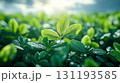 Leafy green field with a single leaf in the middle 131193585