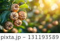 Bunch of dried fruit hanging from a tree 131193589