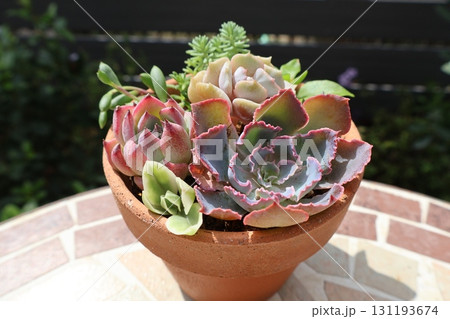 多肉植物の寄せ植え 多肉植物の寄せ植え 131193674