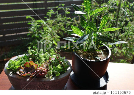 窓辺に置かれた多肉の寄せ植えと観葉植物 131193679
