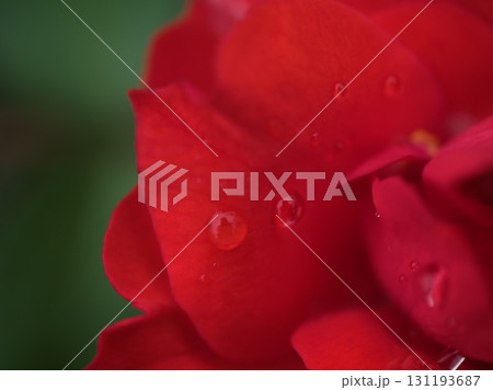 10月に咲いた美しく赤いバラ「グルスアンバイエルン」 10月に咲いた美しく赤いバラ「グルスアンバイエルン」 131193687