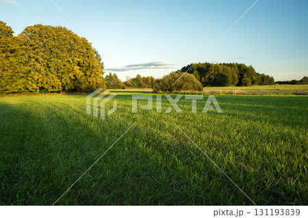 A picturesque meadow with trees in the sunlight and shadows 131193839