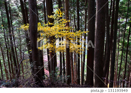 丹沢の仏果山　紅葉の森　クロモジの黄色 131193949