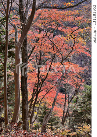 丹沢の仏果山 宮ヶ瀬越コース 紅葉の森 丹沢の仏果山 宮ヶ瀬越コース 紅葉の森 131193952