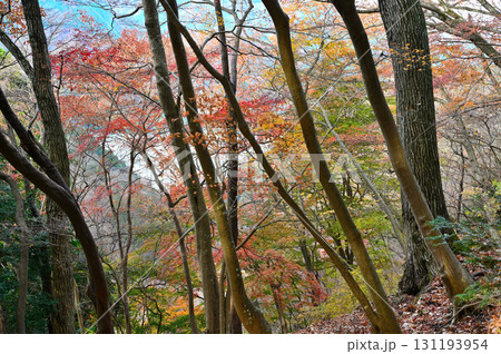 丹沢の仏果山　宮ヶ瀬越コース　紅葉の森 131193954