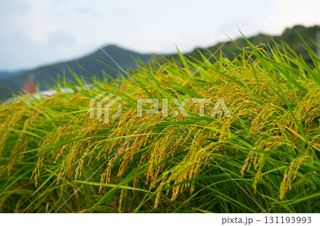 Rice. A large area of rice seedlings growing in the fields of Korea. Rice. A large area of rice seedlings growing in the fields of Korea. 131193993