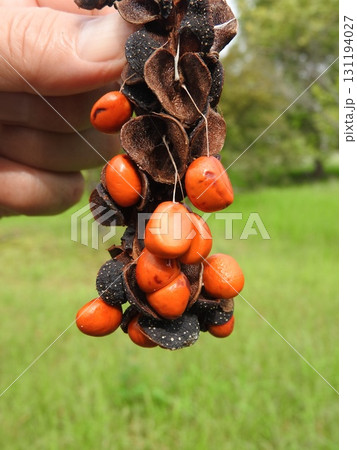 熟したコブシの果実：外皮から種子が露出した状態 131194027