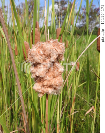 ガマの穂 : ソーセージのような形のふわふわした花穂が弾けて風で飛散する直前の状態 ガマの穂 : ソーセージのような形のふわふわした花穂が弾けて風で飛散する直前の状態 131194173