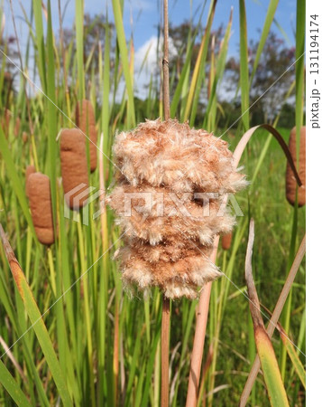 ガマの穂 ： ソーセージのような形のふわふわした花穂が弾けて風で飛散する直前の状態 131194174