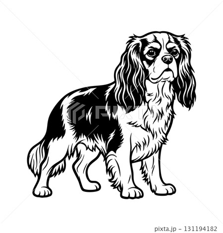 Vector of Cavalier King Charles Spaniel stands, its long, silky ears and gentle expression highlighted. The vector captures the breed's graceful and friendly nature. Pet. 131194182