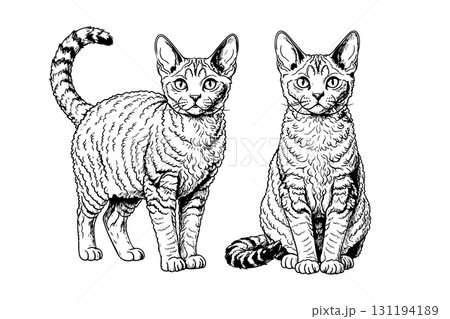 Vector of curly-haired Selkirk Rex cat stands elegantly. A second one sits gracefully, showcasing the breed's unique, plush coat and calm demeanor. Pet. Vector of curly-haired Selkirk Rex cat stands elegantly. A second one sits gracefully, showcasing the breed's unique, plush coat and calm demeanor. Pet. 131194189