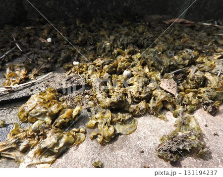 生命力と繁殖力が強い陸生藍藻「イシクラゲ」 生命力と繁殖力が強い陸生藍藻「イシクラゲ」 131194237