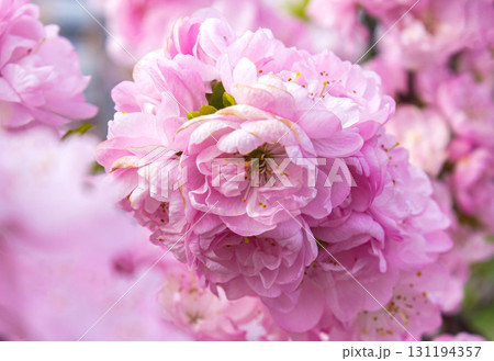 Lush branches of a blossoming Sakura tree, pink double flowers of Japanese cherry on blurred background. Spring floral background. 131194357