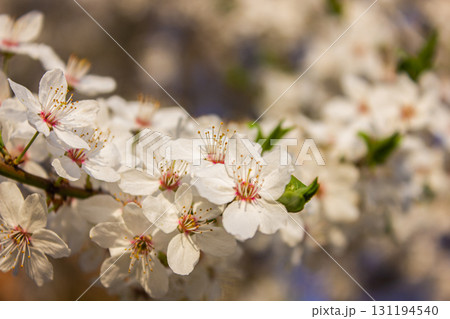 Beautiful spring Cherry tree blossoms against a blurred peaceful background. Beautiful spring Cherry tree blossoms against a blurred peaceful background. 131194540