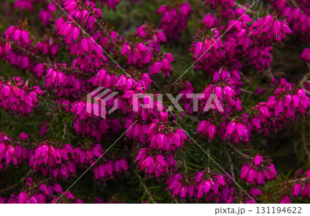 Beautiful evergreen Purple Erica carnea (spring alpine heath) Flowers. Flowering Erica carnea pink plant background closeup with selective focus. Beautiful evergreen Purple Erica carnea (spring alpine heath) Flowers. Flowering Erica carnea pink plant background closeup with selective focus. 131194622
