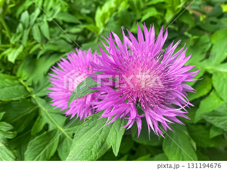 Close up Purple Flower of Persian cornflower (Psephellus dealbatus, syn. Centaurea dealbata) plant close-up in summer garden. Close up Purple Flower of Persian cornflower (Psephellus dealbatus, syn. Centaurea dealbata) plant close-up in summer garden. 131194676