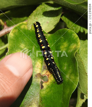 食草であるアオツヅラフジの葉についた「ヒメエグリバ」の幼虫 食草であるアオツヅラフジの葉についた「ヒメエグリバ」の幼虫 131194694