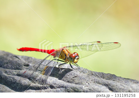 秋の赤とんぼ（マユタテアカネの雄） 131195258