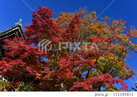 紅葉に包まれる善峯寺の山門 紅葉に包まれる善峯寺の山門 131195653