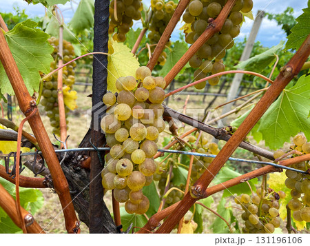 Ripe Vineyard Grapes Ready for Harvest Close-Up Ripe Vineyard Grapes Ready for Harvest Close-Up 131196106