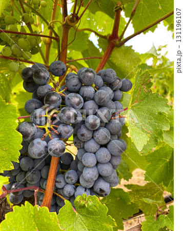 Ripe Vineyard Grapes Ready for Harvest Close-Up 131196107