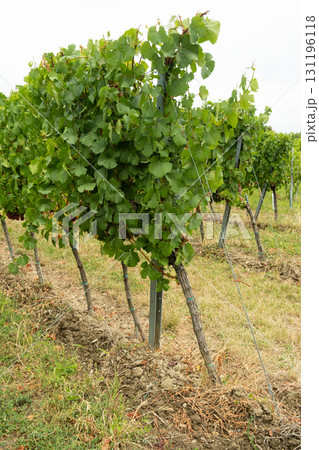 Beautiful European vineyard landscape with green vines, ripe grapes and rolling countryside hills 131196118