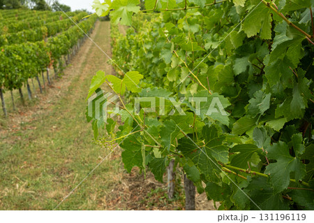 Beautiful European vineyard landscape with green vines, ripe grapes and rolling countryside hills Beautiful European vineyard landscape with green vines, ripe grapes and rolling countryside hills 131196119