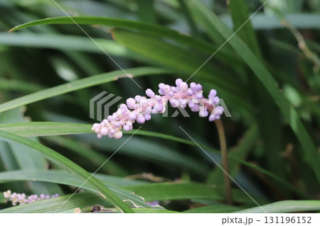 秋の庭に咲く紫色のヤブランの花 秋の庭に咲く紫色のヤブランの花 131196152