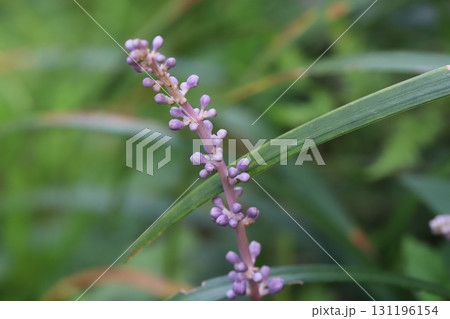 秋の庭に咲く紫色のヤブランの花 秋の庭に咲く紫色のヤブランの花 131196154