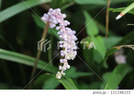 秋の庭に咲く紫色のヤブランの花 秋の庭に咲く紫色のヤブランの花 131196155