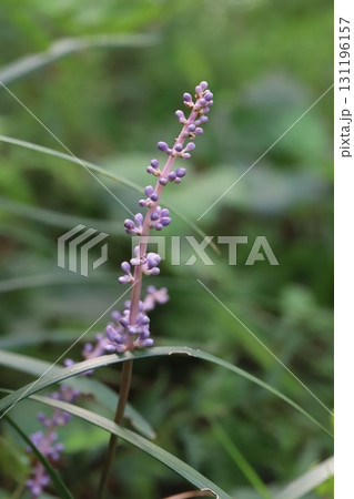 秋の庭に咲く紫色のヤブランの花 秋の庭に咲く紫色のヤブランの花 131196157