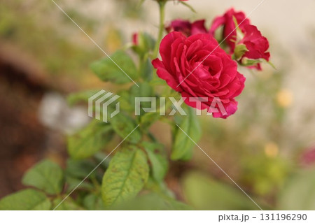 バラ園の赤い薔薇を撮った写真です バラ園の赤い薔薇を撮った写真です 131196290