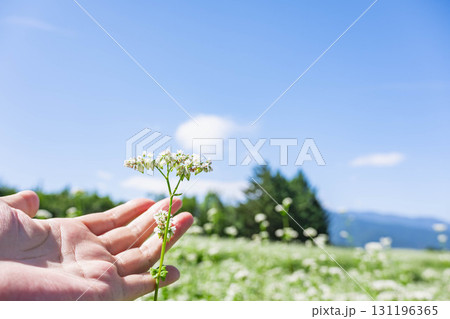 白い蕎麦の花 山形村 白い蕎麦の花 山形村 131196365