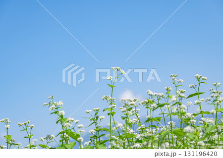 青空とそばの花 131196420