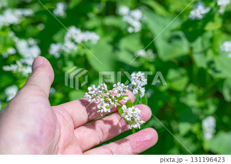 可愛い白い蕎麦の花 131196423