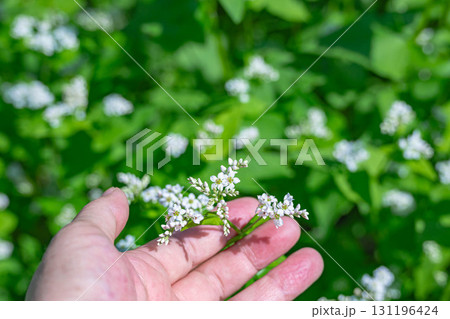 可愛い白い蕎麦の花 131196424