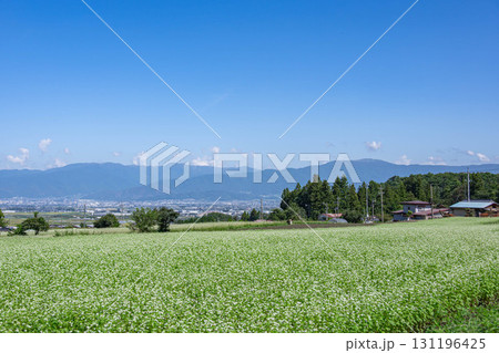 そば畑広がる山形村 そば畑広がる山形村 131196425