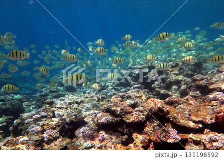 サンゴ礁に集まるハギの群れ 131196592