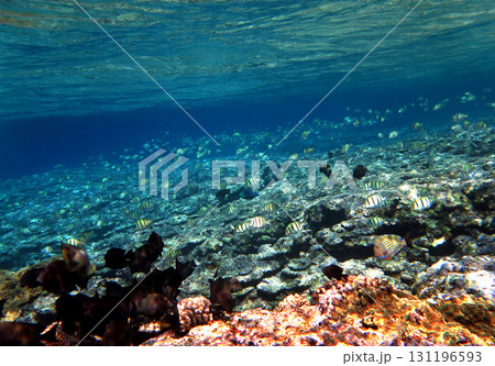 サンゴ礁に集まるハギの群れ 131196593