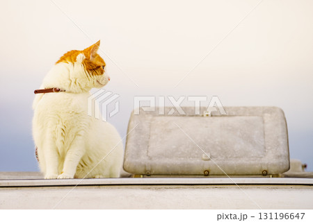 Cat on roof of rv camper car Cat on roof of rv camper car 131196647
