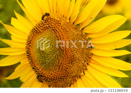Blooming yellow sunflowers on field Blooming yellow sunflowers on field 131196659