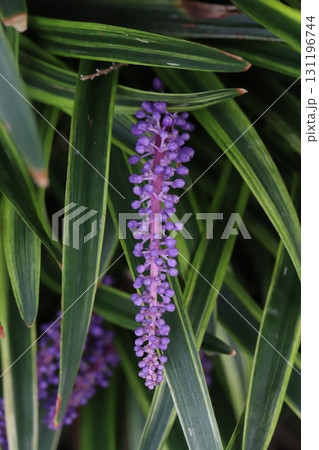 秋の庭に咲く紫色のヤブランの花穂 秋の庭に咲く紫色のヤブランの花穂 131196744