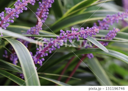 秋の庭に咲く紫色のヤブランの花穂 131196746
