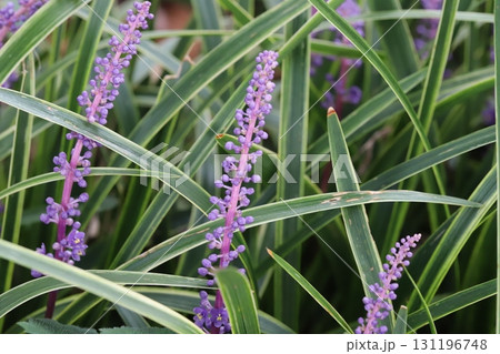 秋の庭に咲く紫色のヤブランの花穂 131196748
